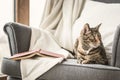 Tabby cat with a book.