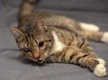 Tabby cat with cataracts in the eye