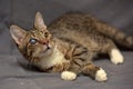 Tabby cat with cataracts in the eye