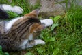The tabby cat caught a mouse in the garden and plays with it in the grass.