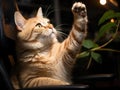 Tabby cat on chair reaching for mouse with camera