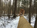 Tabby cat clawing a fence