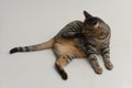 Tabby cat is cleaning itself Royalty Free Stock Photo