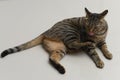 Tabby cat is cleaning itself Royalty Free Stock Photo