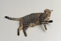 Tabby cat is cleaning itself Royalty Free Stock Photo