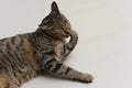 Tabby cat is cleaning itself Royalty Free Stock Photo