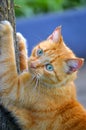 Tabby cat climbing a tree Royalty Free Stock Photo
