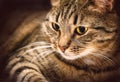 Tabby cat close-up on a black background Royalty Free Stock Photo