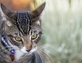 Tabby Cat Close Up with Copy Space Royalty Free Stock Photo