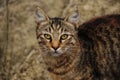 Tabby cat close-up Royalty Free Stock Photo