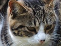 Tabby Cat Close-Up Royalty Free Stock Photo