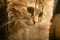 Tabby cat close-up. Portrait of a pet Royalty Free Stock Photo