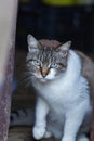 Tabby cat close up Royalty Free Stock Photo