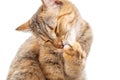 Tabby cat with closed eyes washing its paw.