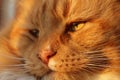 Tabby cat closeup