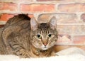 Tabby cat with collar and bell laying on blanket looking at viewer Royalty Free Stock Photo