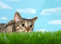 Tabby cat crouched to pounce in tall grass, pupils dilated Royalty Free Stock Photo