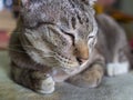 Tabby Cat Crouching with Lethargy