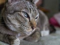 Tabby Cat Crouching with Lethargy