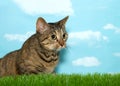 Tabby cat crouching in tall grass, blue sky background