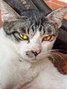 Tabby cat with crystal eyes Royalty Free Stock Photo