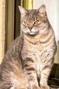 Tabby cat with deep gaze