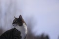 Tabby cat deep in thought Royalty Free Stock Photo