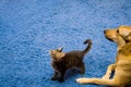 Tabby cat and dog Royalty Free Stock Photo