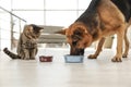 Tabby cat and dog eating from bowl on floor. Funny friends