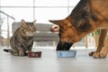 Tabby cat and dog eating from bowl on floor. Funny friends