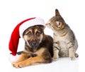 Tabby Cat and Dog with Santa Claus hat on white Royalty Free Stock Photo
