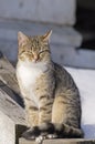 Tabby cat Royalty Free Stock Photo