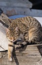 Tabby cat Royalty Free Stock Photo