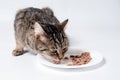 Tabby cat eating cat food. Royalty Free Stock Photo