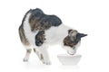 Tabby cat eating food from a white food bowl. Isolated on white background Royalty Free Stock Photo