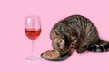 tabby cat eating wet pink background wine glass