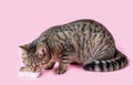 tabby cat eating wet pink background wine glass