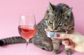 tabby cat eating wet pink background wine glass