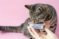 tabby cat eating wet pink background wine glass