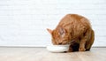 Tabby cat eating from a white food bowl