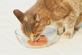 Hungry Tabby Cat Eats Raw Food from Glass Bowl Royalty Free Stock Photo