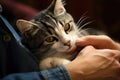 Tabby Cat Enjoying Gentle Touch