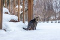 Tabby cat exploring deep new snow after a blizzard