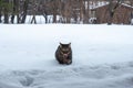 Tabby cat exploring deep new snow after a blizzard