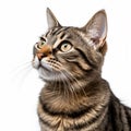 Tabby Cat face close up side profile isolated on white background, British cat, Grey cat face close up AI generated shot, half Royalty Free Stock Photo