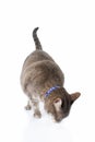 Tabby cat feeding Royalty Free Stock Photo