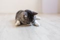 Tabby cat on the floor eating catnip