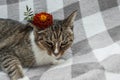 Tabby cat with flower on light background with copy space