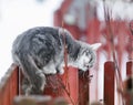 tabby cat fondled on a branch in spring on a fence in the Royalty Free Stock Photo