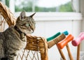 Tabby cat on front porch.